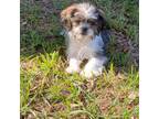 Shih Tzu Puppy for sale in Floral City, FL, USA
