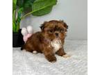 Mal-Shi Puppy for sale in Indianapolis, IN, USA