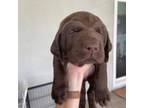 Labrador Retriever Puppy for sale in Visalia, CA, USA