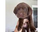 Labrador Retriever Puppy for sale in Visalia, CA, USA