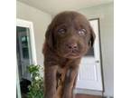 Labrador Retriever Puppy for sale in Visalia, CA, USA