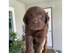 Labrador Retriever Puppy for sale in Visalia, CA, USA