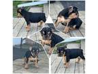 French Bulldog Puppy for sale in Rockton, IL, USA
