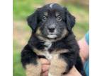 Australian Shepherd Puppy for sale in Nashville, TN, USA