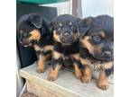 Rottweiler Puppy for sale in Zion, IL, USA