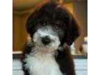Aussiedoodle Puppy for sale in Chesapeake, VA, USA