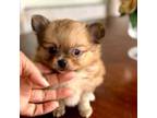 Chihuahua Puppy for sale in Cedar Creek, TX, USA