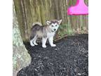 Alaskan Malamute Puppy for sale in Houston, TX, USA