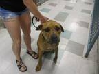 Adopt MOOSE a Mastiff, Mixed Breed