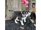 Alaskan Malamute Puppy for sale in Houston, TX, USA