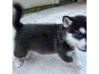 Alaskan Malamute Puppy for sale in Houston, TX, USA