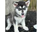 Alaskan Malamute Puppy for sale in Houston, TX, USA