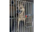 Adopt REMUS a German Shepherd Dog, Mixed Breed