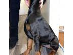 Doberman Pinscher Puppy for sale in Clarksville, TN, USA