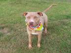 Adopt A428891 a Pit Bull Terrier