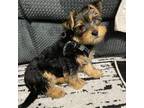 Yorkshire Terrier Puppy for sale in West Haven, CT, USA