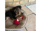 Yorkshire Terrier Puppy for sale in Lafayette, LA, USA