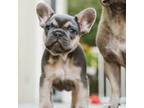 French Bulldog Puppy for sale in Westlake Village, CA, USA