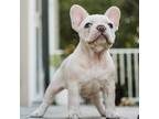 French Bulldog Puppy for sale in Westlake Village, CA, USA