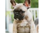 French Bulldog Puppy for sale in Westlake Village, CA, USA