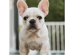 French Bulldog Puppy for sale in Westlake Village, CA, USA