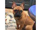 French Bulldog Puppy for sale in Houston, TX, USA