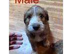 Aussiedoodle Puppy for sale in Lone Wolf, OK, USA