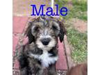 Aussiedoodle Puppy for sale in Lone Wolf, OK, USA