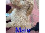 Aussiedoodle Puppy for sale in Lone Wolf, OK, USA