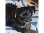 Yorkshire Terrier Puppy for sale in Rockford, IL, USA
