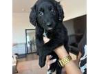 Goldendoodle Puppy for sale in Bakersfield, CA, USA