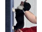 Cardigan Welsh Corgi Puppy for sale in Charlottesville, VA, USA