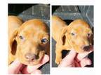 Dachshund Puppy for sale in Pleasanton, TX, USA