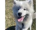 Samoyed Puppy for sale in Kansas City, MO, USA
