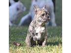 French Bulldog Puppy for sale in Goldsboro, NC, USA