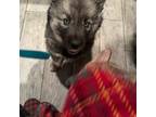 Siberian Husky Puppy for sale in Houston, TX, USA