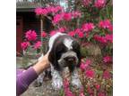 English Springer Spaniel Puppy for sale in Egg Harbor City, NJ, USA