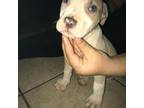 Mutt Puppy for sale in Fort Worth, TX, USA