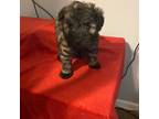 Schnauzer (Miniature) Puppy for sale in Shawnee, OK, USA