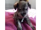 Schnauzer (Miniature) Puppy for sale in Shawnee, OK, USA