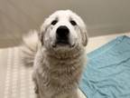 Adopt Artie a Great Pyrenees