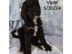 Viper - Ready for New Home!