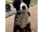 Bernese Mountain Dog Puppy for sale in Tonawanda, NY, USA