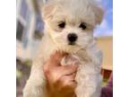 Maltese Puppy for sale in Nine Mile Falls, WA, USA