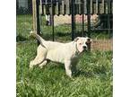 Olde Bulldog Puppy for sale in Collinsville, IL, USA