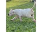 Olde Bulldog Puppy for sale in Collinsville, IL, USA