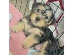 Yorkshire Terrier Puppy for sale in Worcester, MA, USA