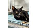 Adopt Binx a Domestic Short Hair, Bombay