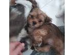 Zuchon Puppy for sale in Philadelphia, PA, USA