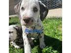 Dalmatian Puppy for sale in Lawrence, MI, USA